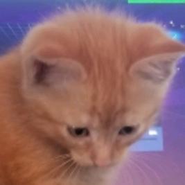 Pezzie