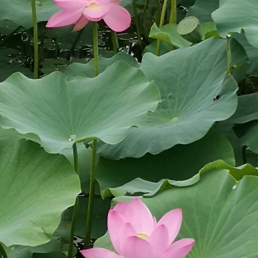 幸福蔓延