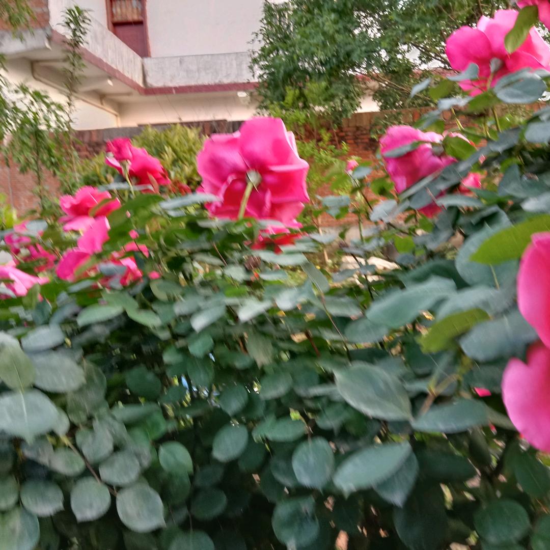 桂花