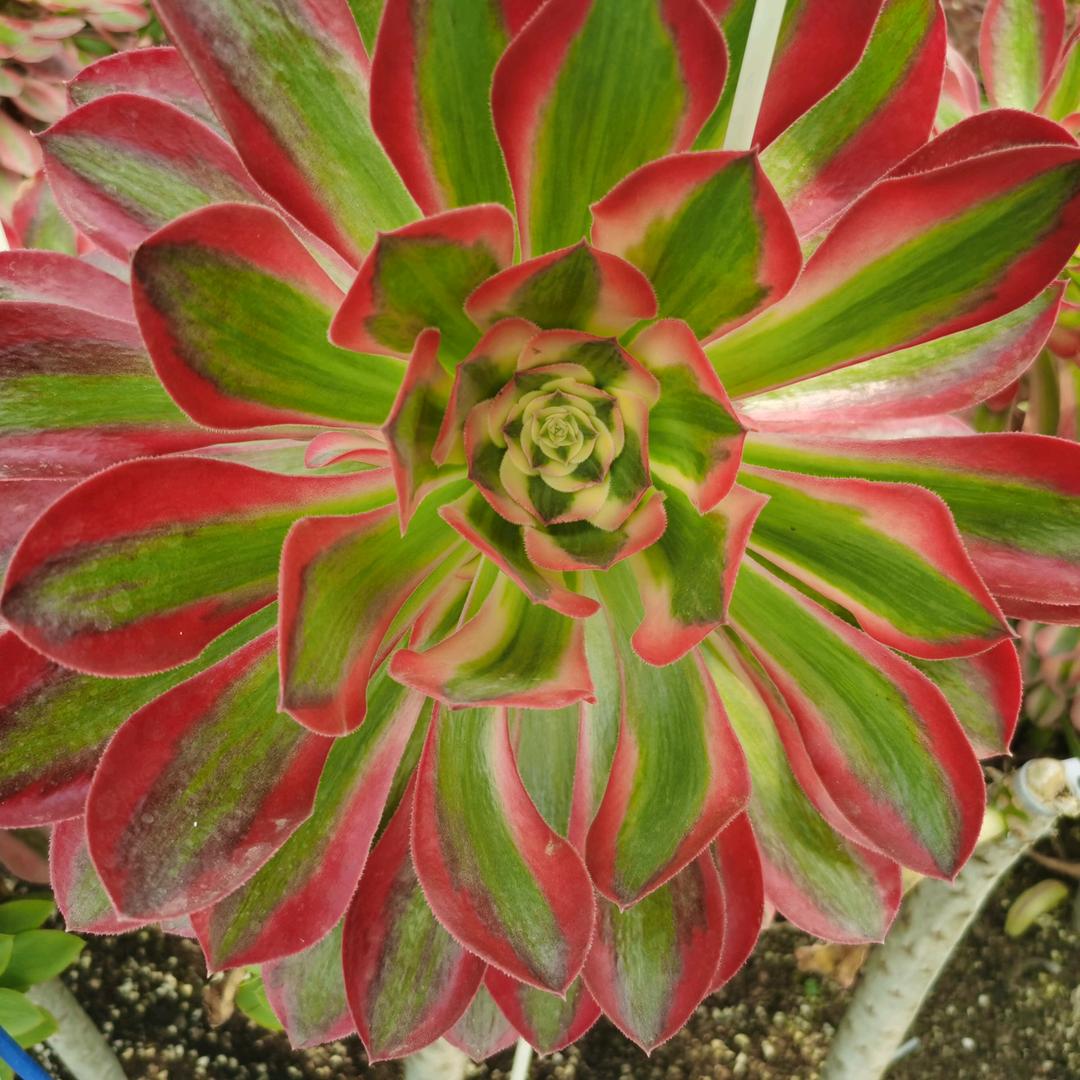 会明花卉