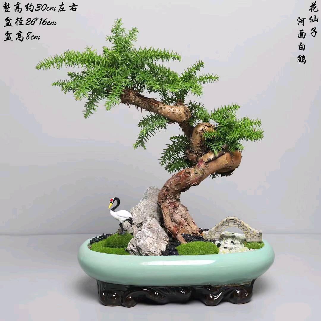 夏夏园艺盆栽