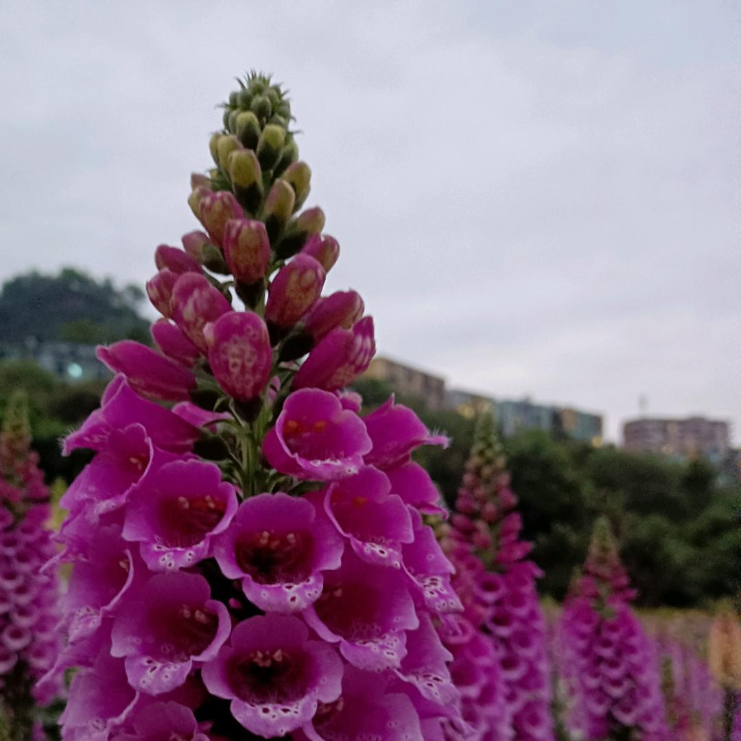 朵儿