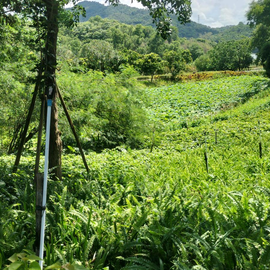 平安是福
