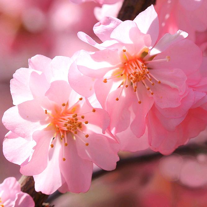 花紫薇