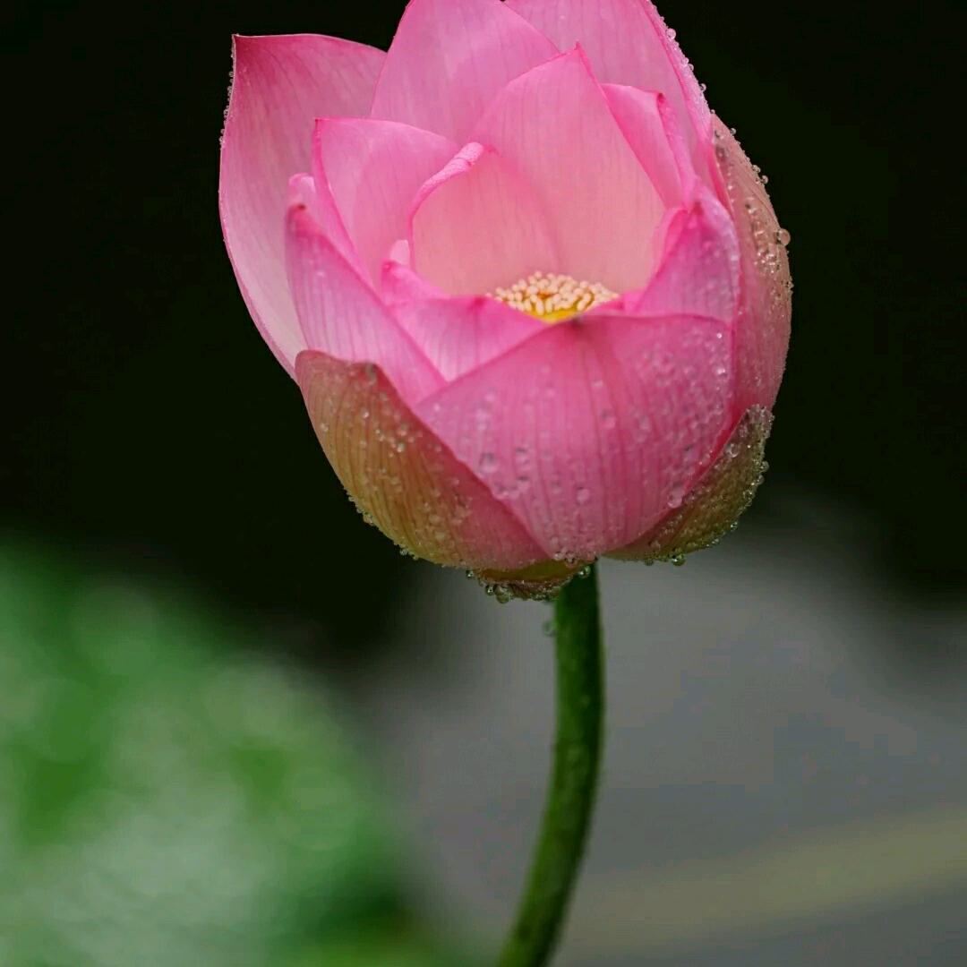 雨花，拒绝私聊。