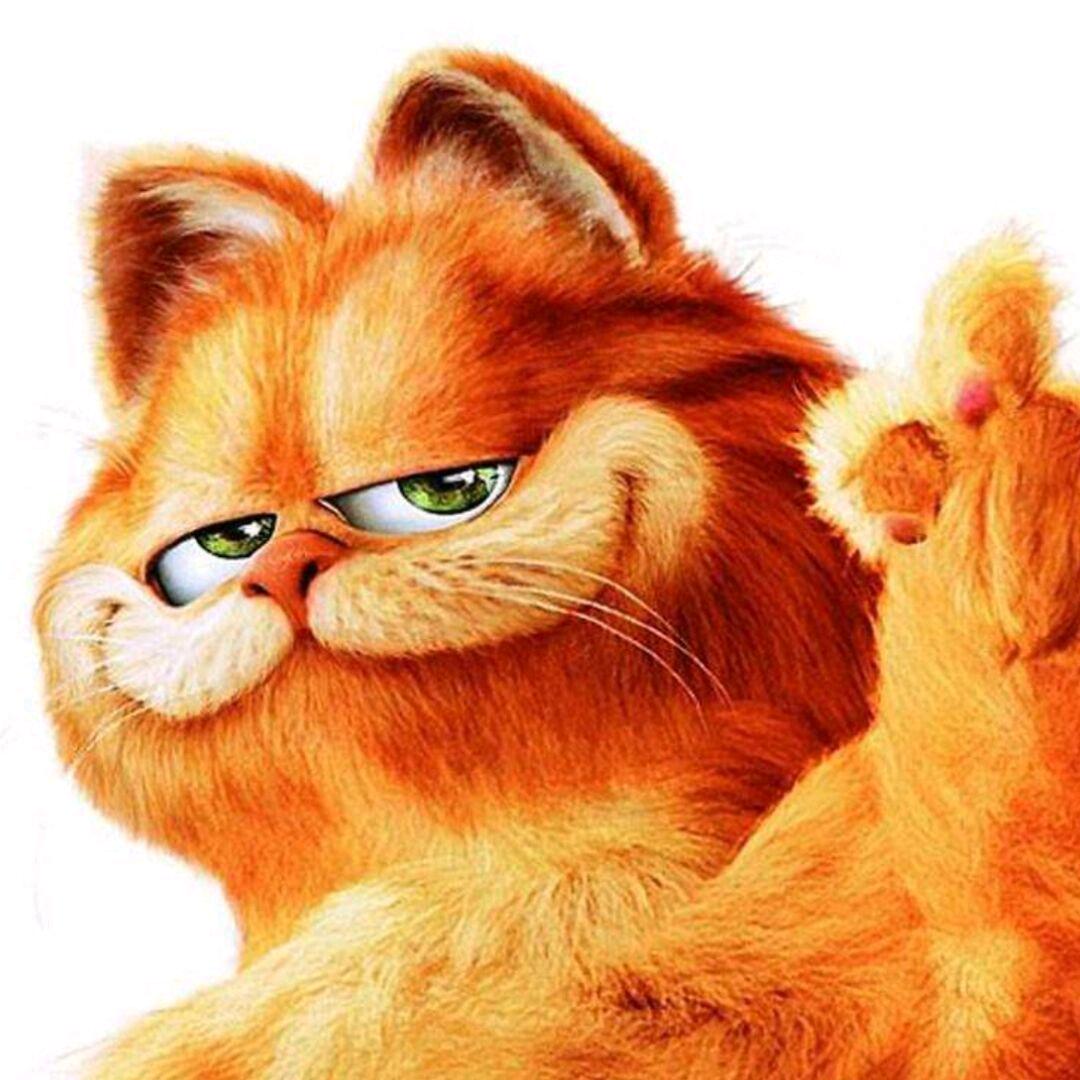 爱吃饼干的猫