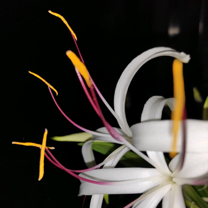 范儿姐爱做饭（春暖花开）