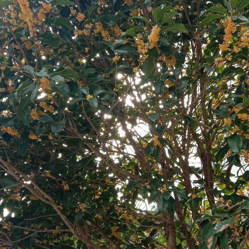 莲花子，