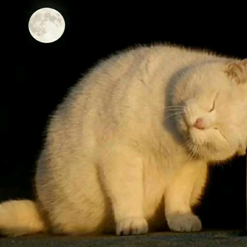 嗑瓜子的向日葵