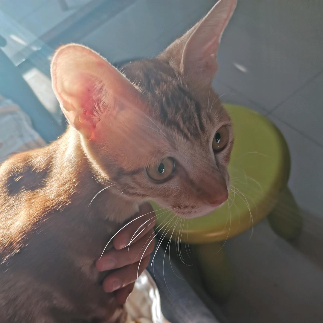 ＂芒果＂不是芒果