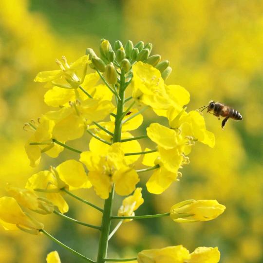 小蜜蜂🐝🐝