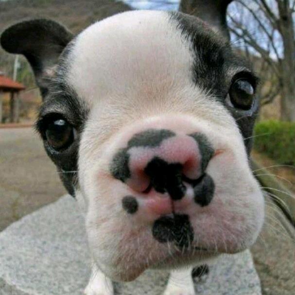 嚯嚯嚯香正气丸