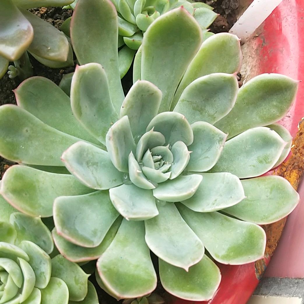 梦笙恋