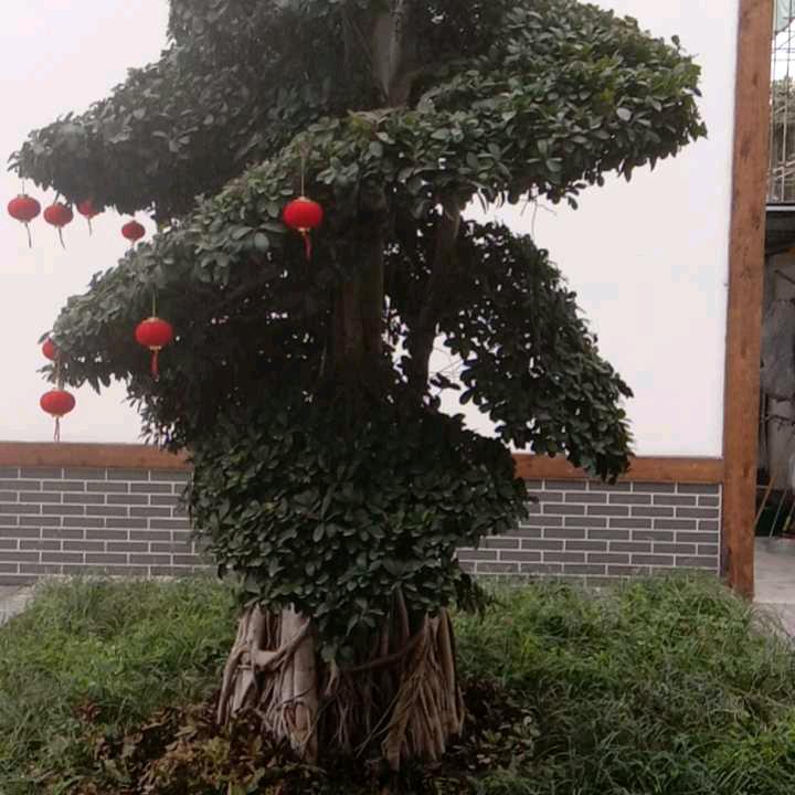 黎明的暑光