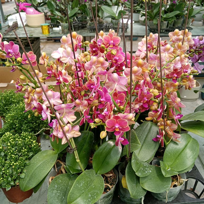 其乐融融（拒绝私聊）