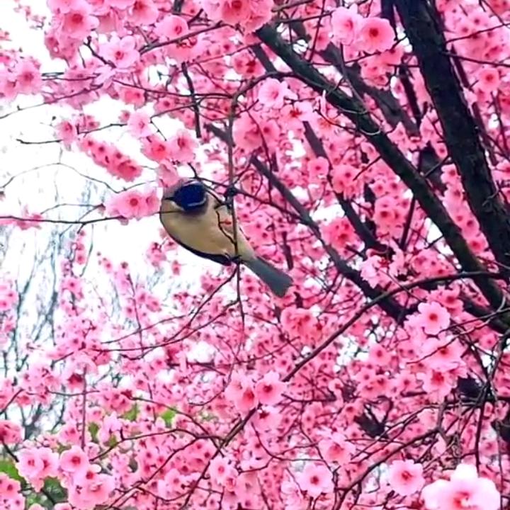 雨花石
