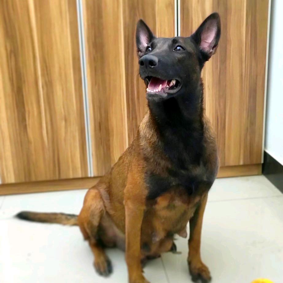 搜救犬联盟