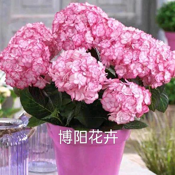 博阳花卉绿植