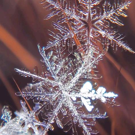 雪莲花