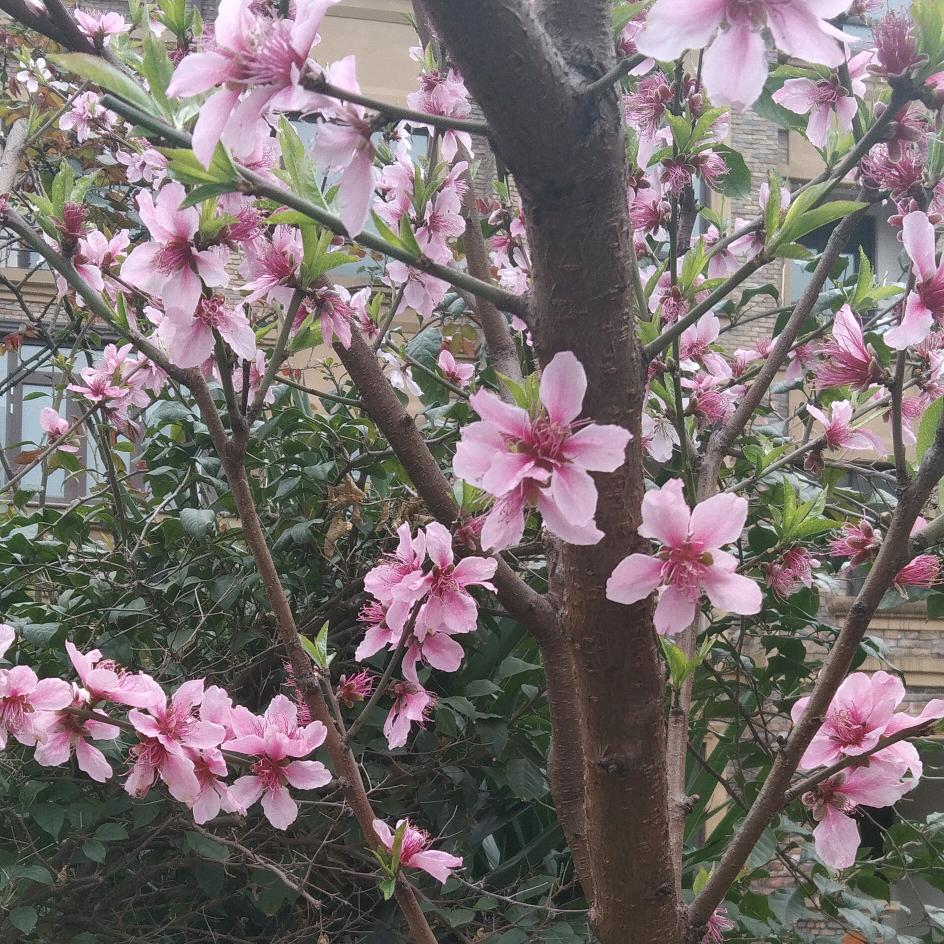 胡二姐