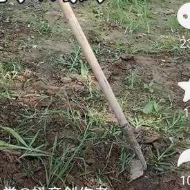 红红干活爱锄头