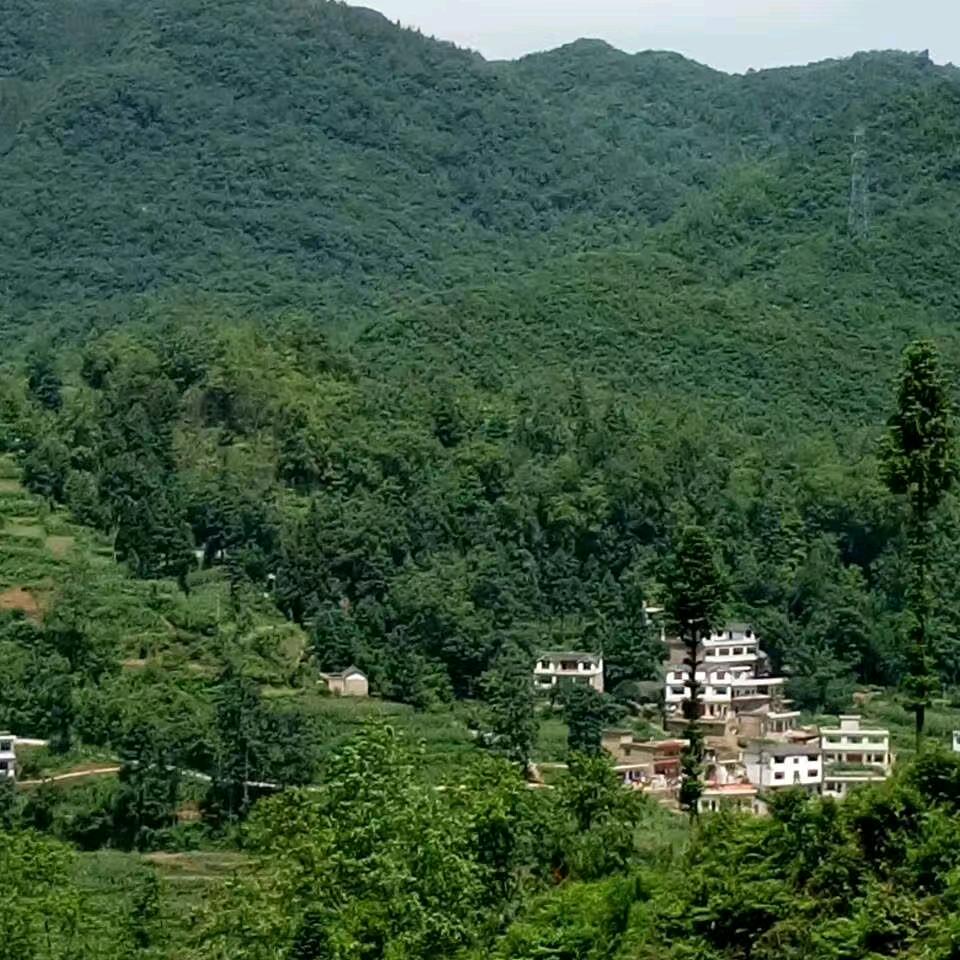 小华哥