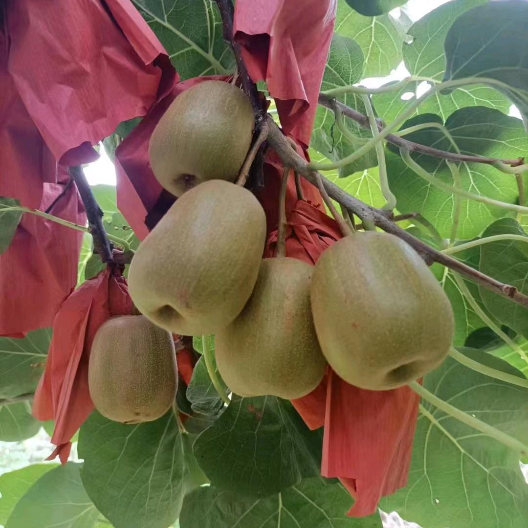 乐业红心猕猴桃，古月胡