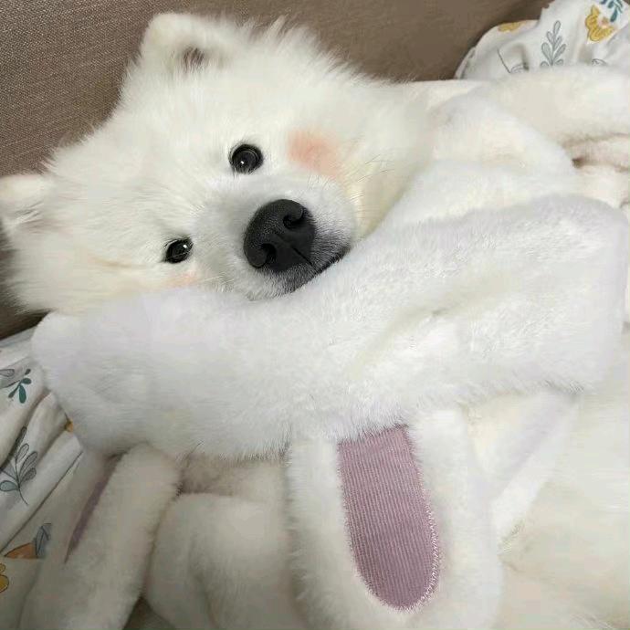 昴yu