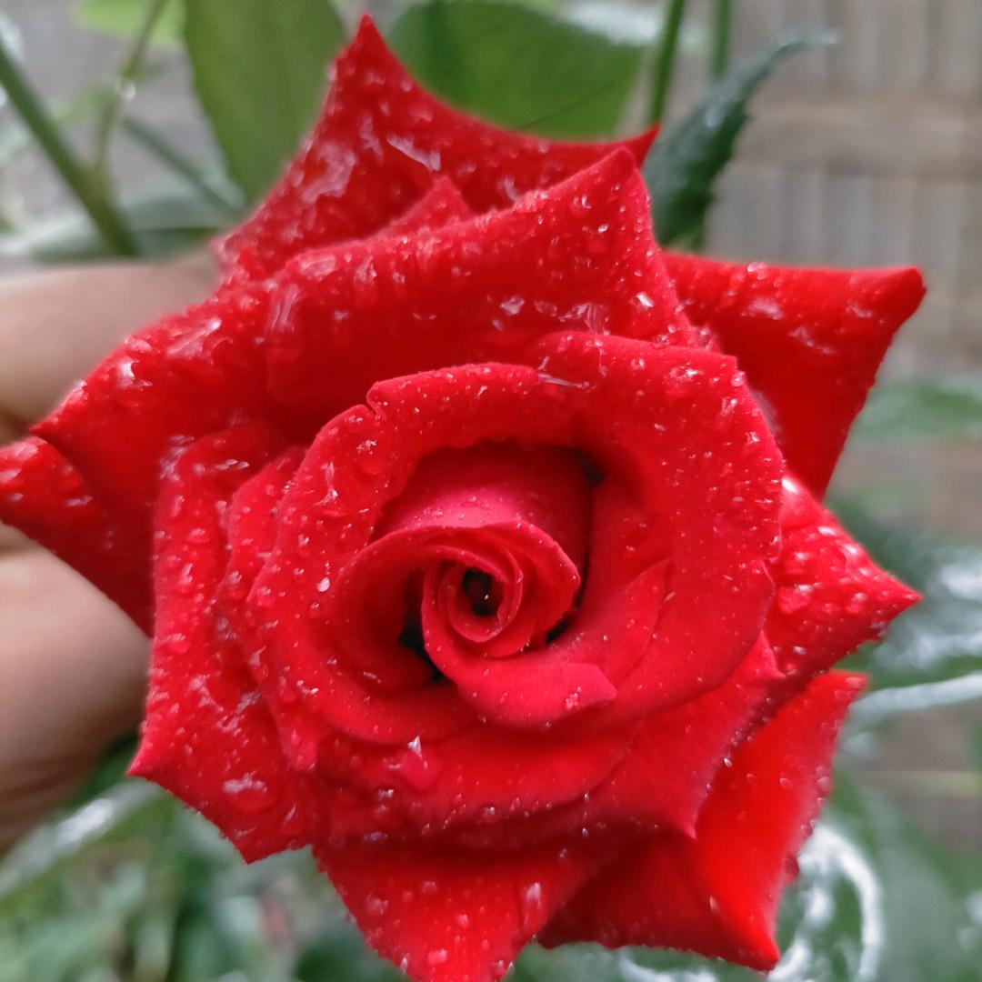 ໑ღ᭄周粥粥  一锅粥