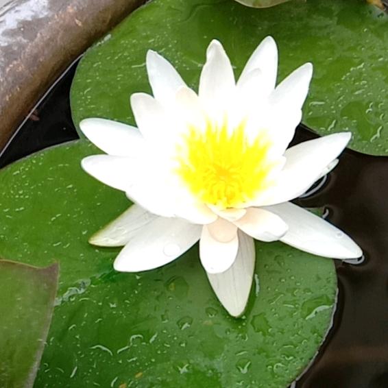 上海豆花香（逍遥）