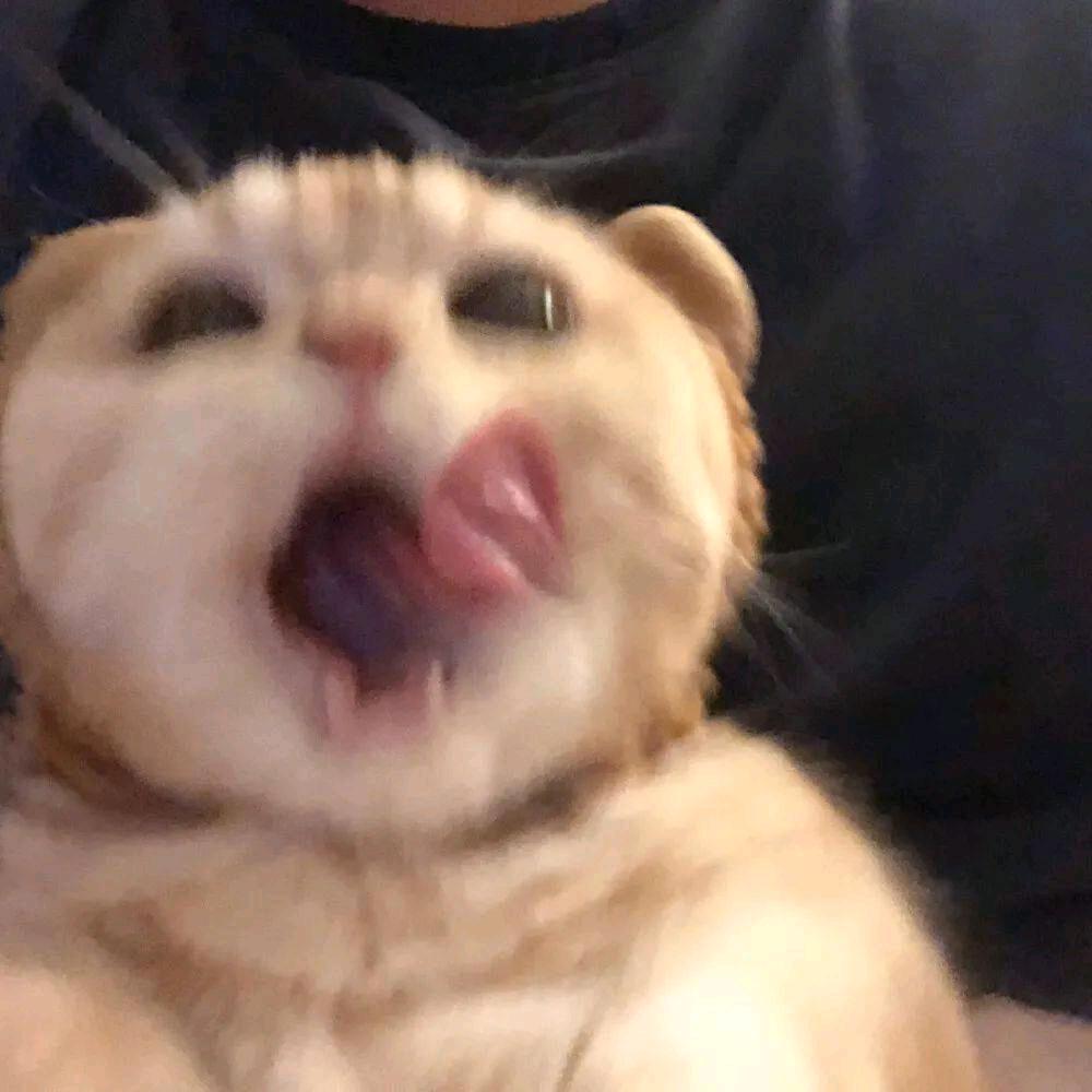 賊