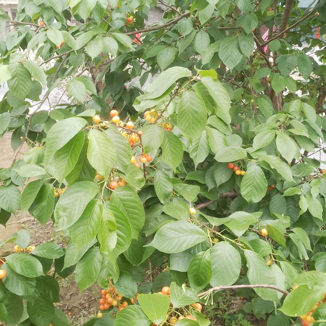幺哥川菜馆