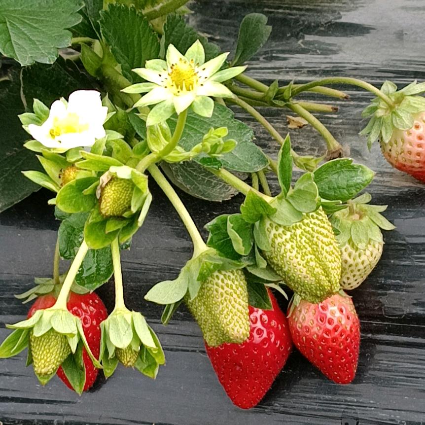 小袁草莓园