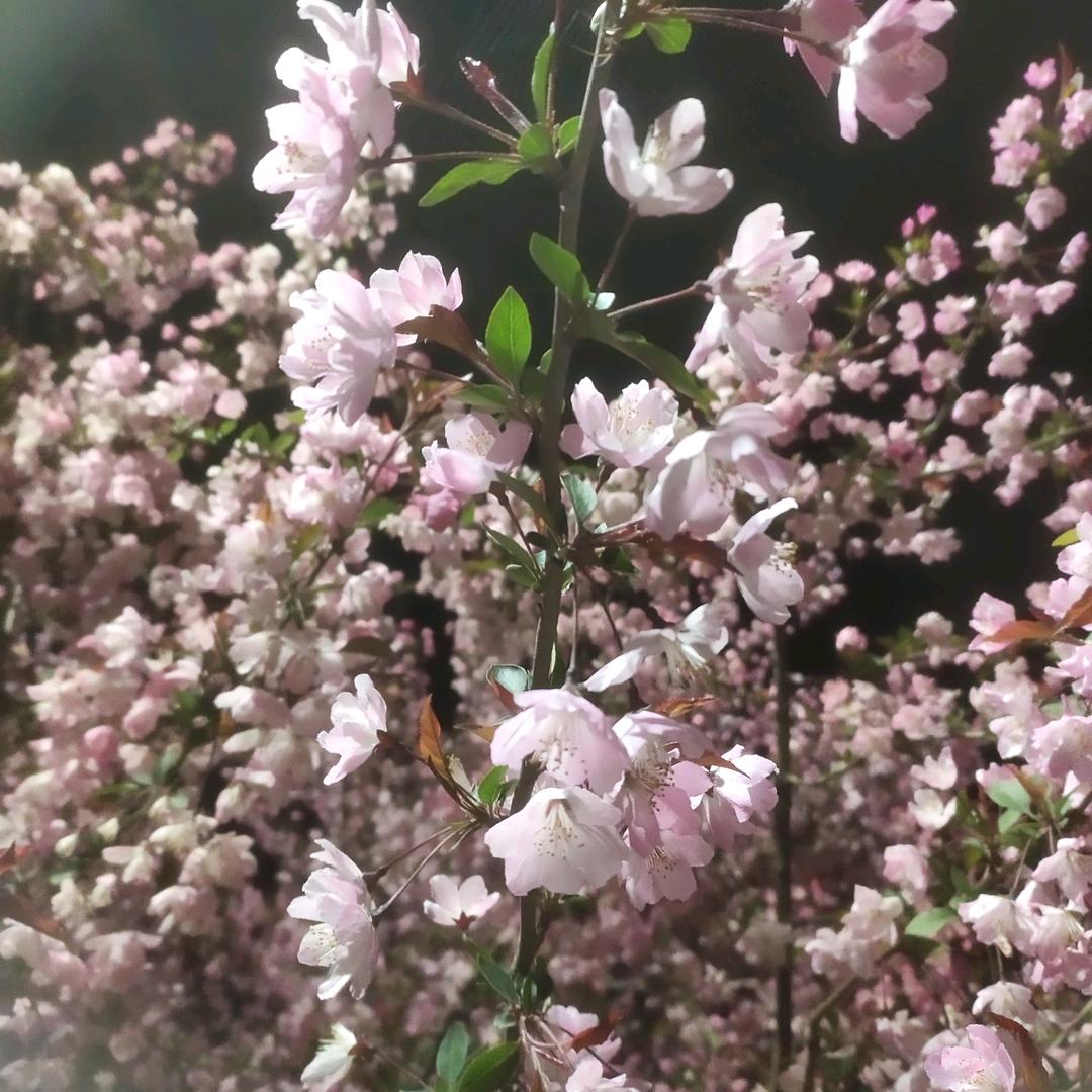 你是风儿我是沙