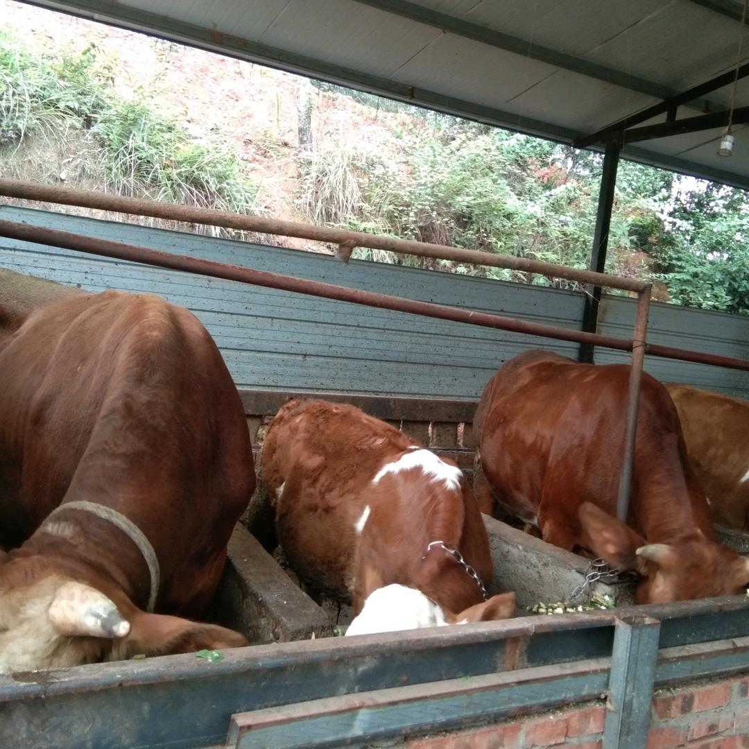 (幸福村贫困户)园子坡杨光家庭农场