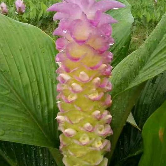 南方青草