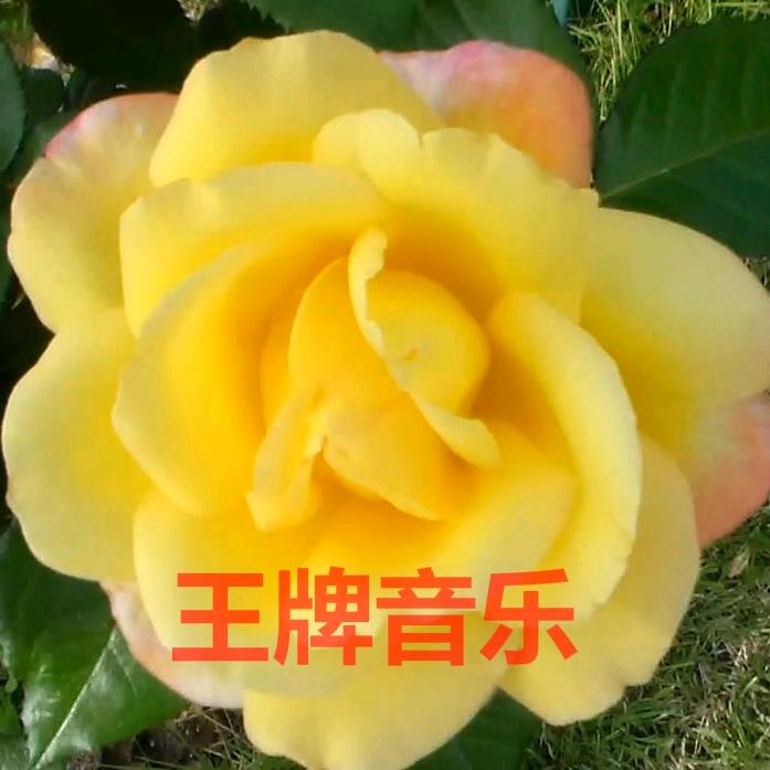 最美最火歌伴舞