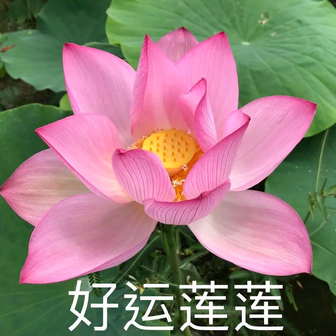 杏花
