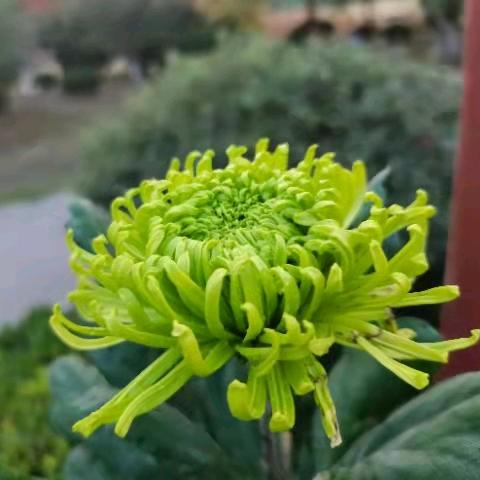 新立