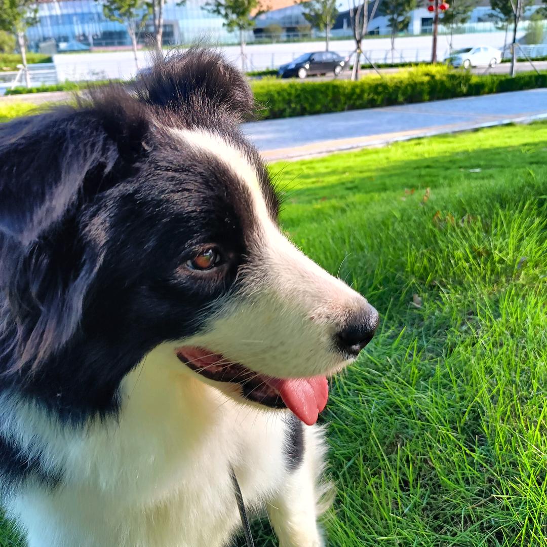 CKU瑾元犬舍