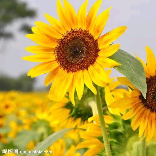 一朵葵花