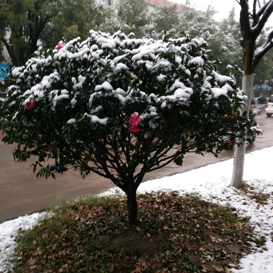 糖宝