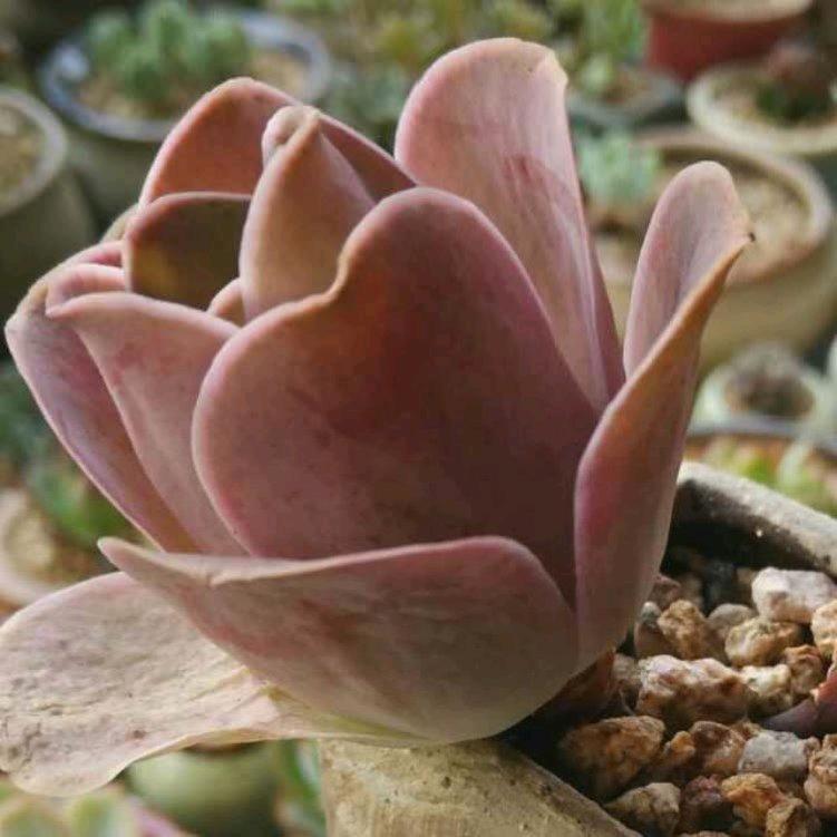 薰衣草~蝶