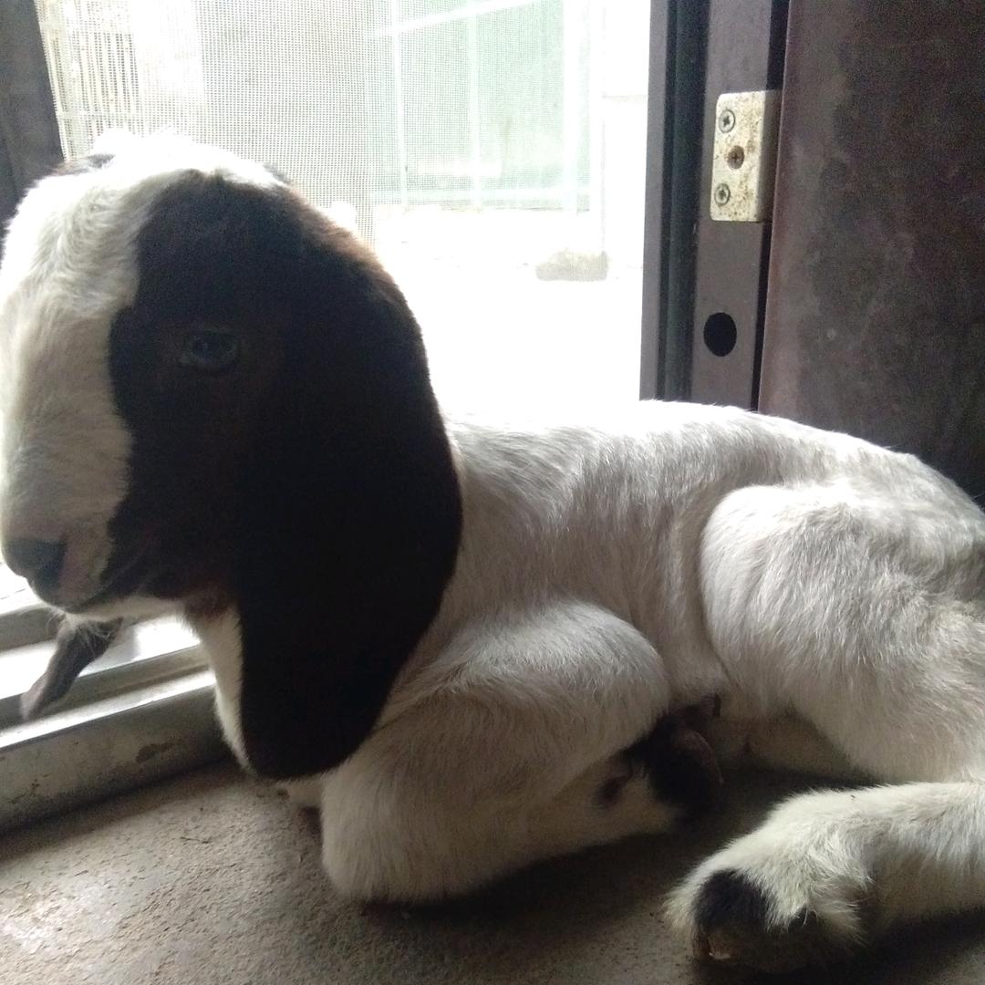 羊羊得益（在溧水）