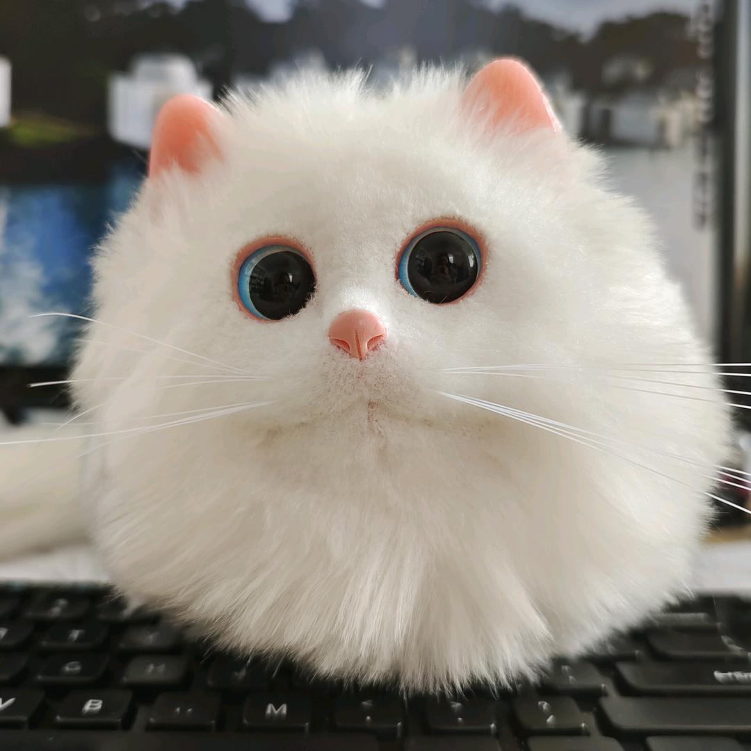 ❤️阿呆❤️