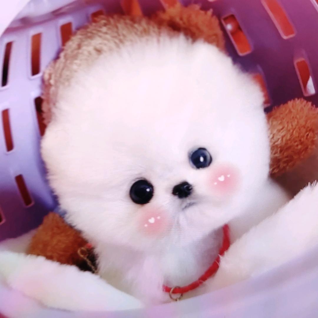 小雅总