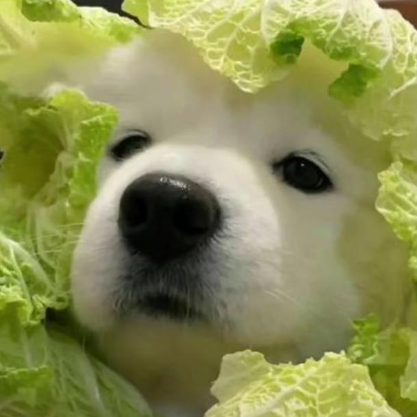 飞
