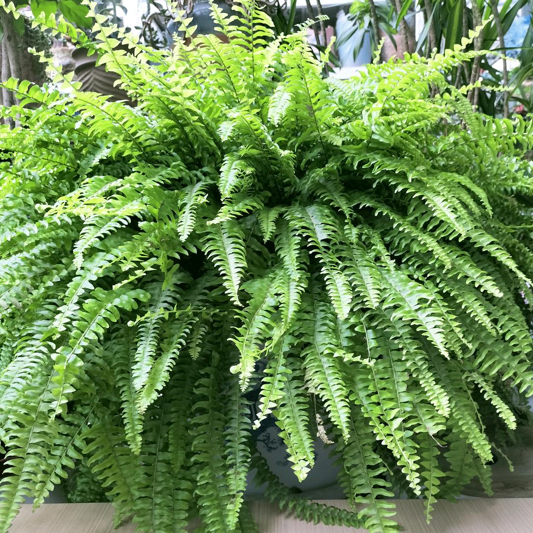 开封市宸旭植艺坊