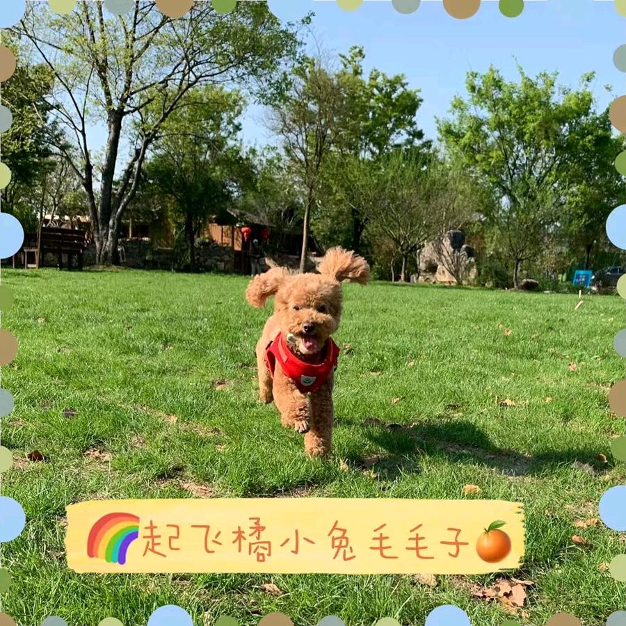 （橘子）是只可爱的🐶