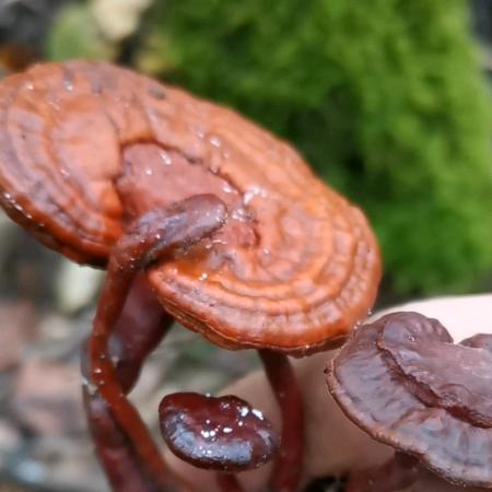 神奇的草药@抖音